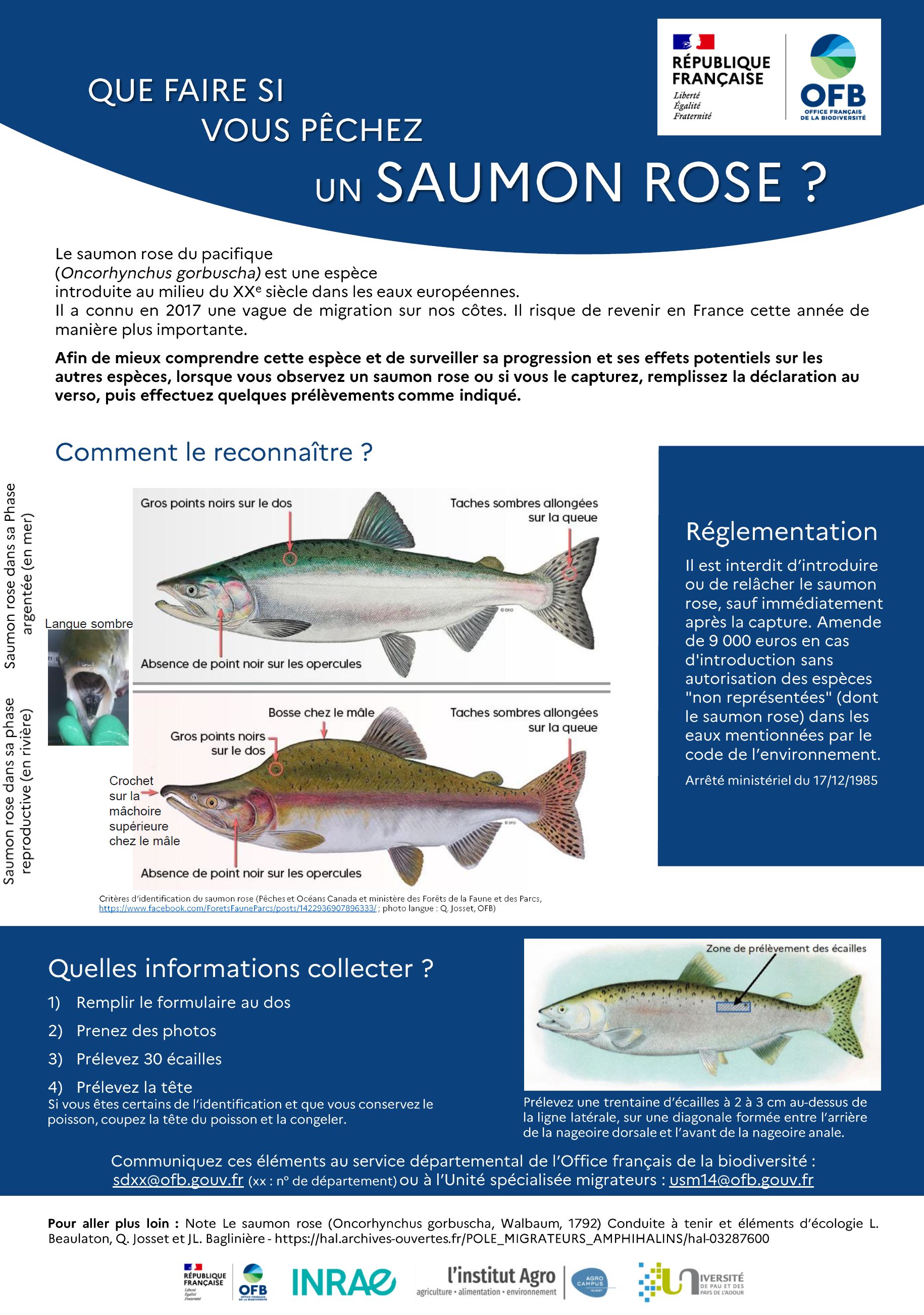 Le saumon rose du Pacifique sous surveillance : appel aux pêcheurs - Le  chasseur français